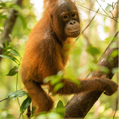 Protect 2km² and three orangutans' habitat