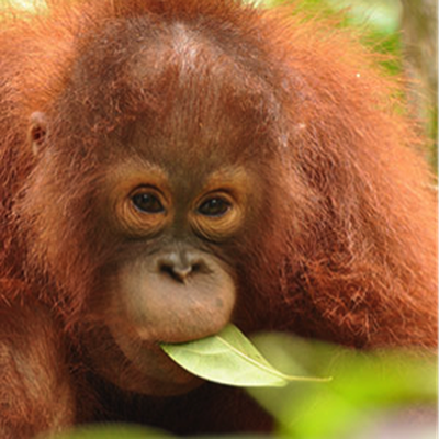Protect 4km² and six orangutans' habitat