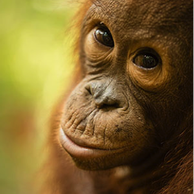 Protect 6km² and nine orangutans' habitat