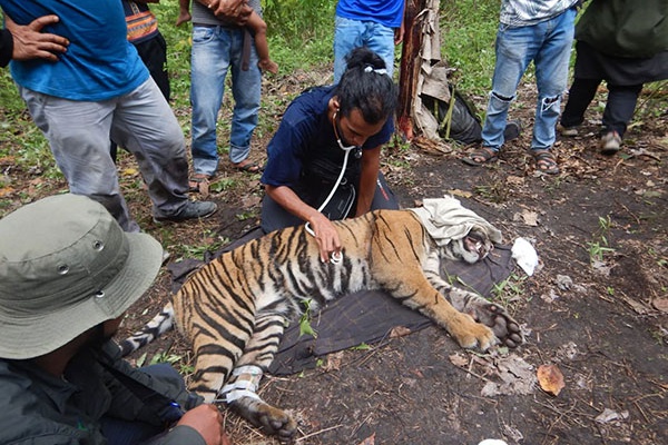 Help us provide safety for tigers!