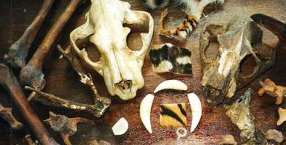Poaching of tigers for their skin and bones