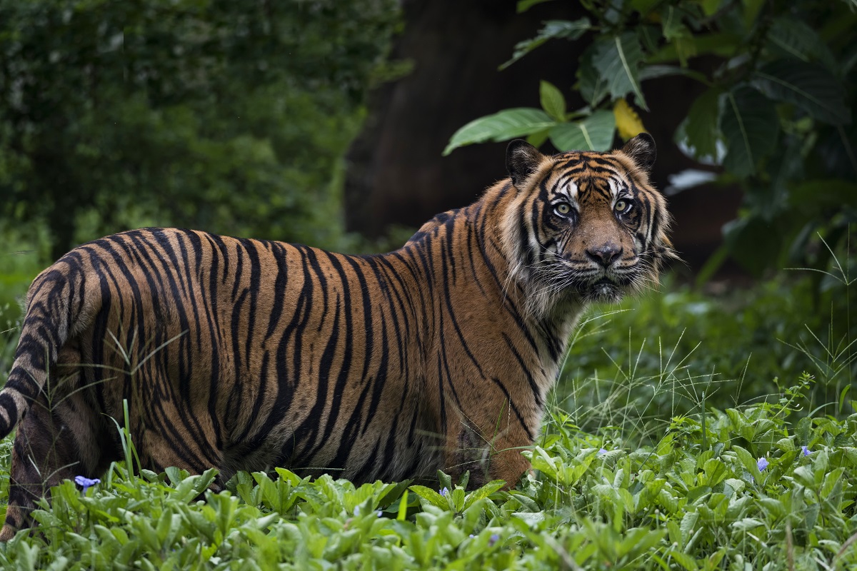 Mbna Expires Sumatran Tiger Expires Elephant Expires - vrogue.co