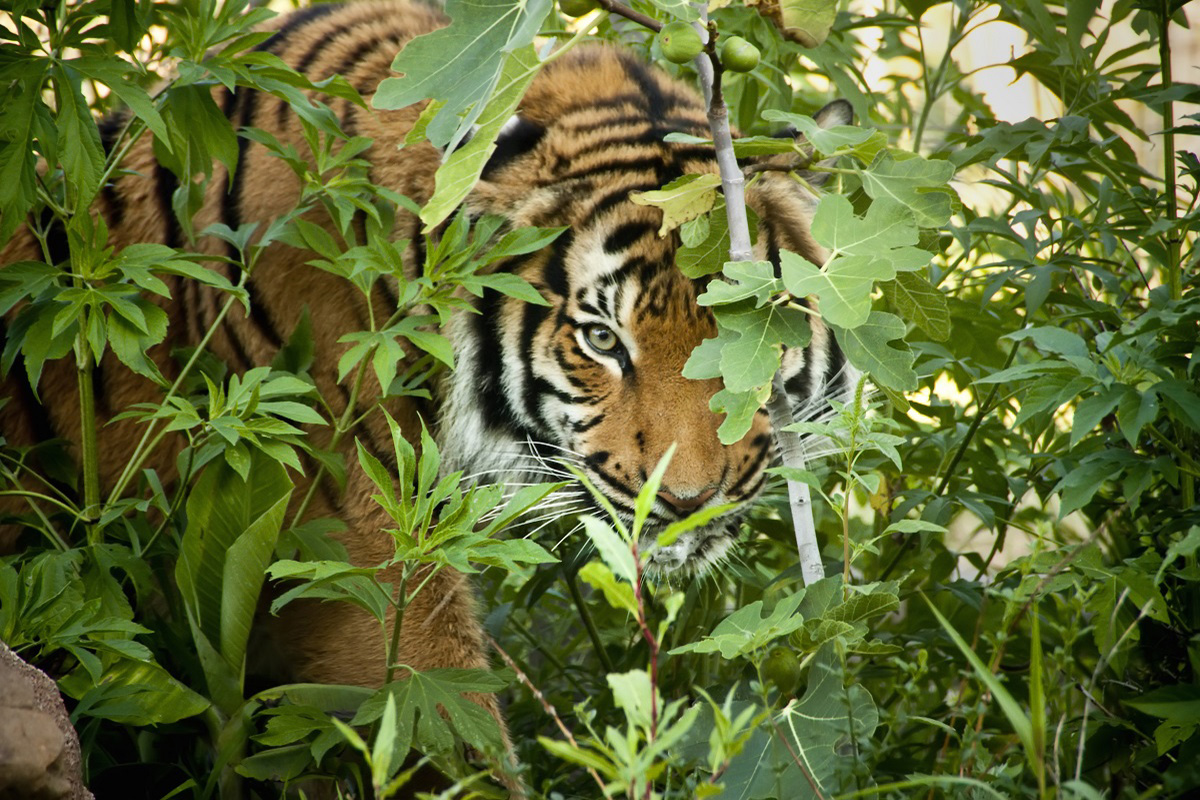 Sumatran Tiger Diet