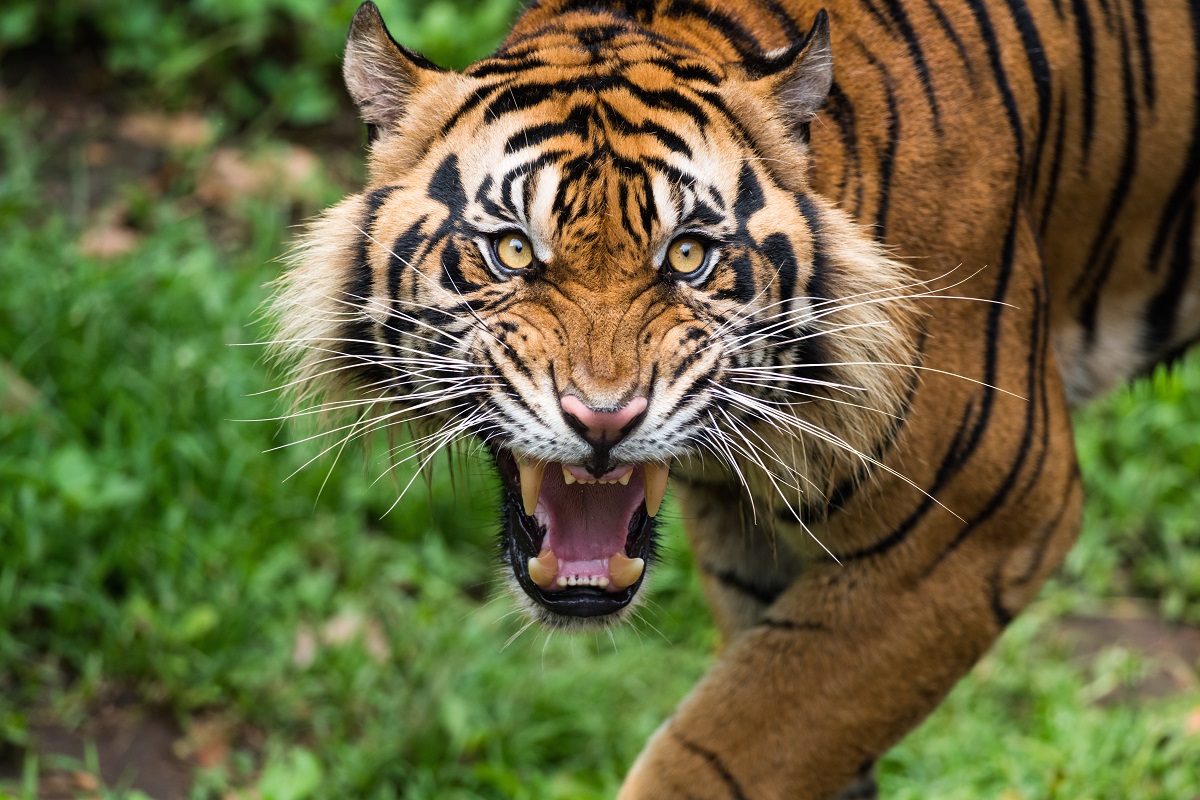 Sumatran Tiger Diet