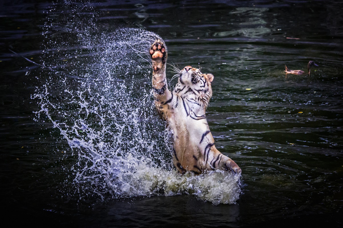 Sumatran Tiger Facts - International Tiger Project